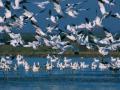 Himachal mulls to ply shikaras at migratory bird paradise of Pong wetlands - Hindi News | Himachal mulls to ply shikaras at migratory bird paradise of Pong wetlands | Latest national News at Lokmattimes.com