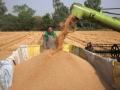 Centre relaxes norms for wheat procurement in Punjab, Haryana - Hindi News | Centre relaxes norms for wheat procurement in Punjab, Haryana | Latest politics News at Lokmattimes.com