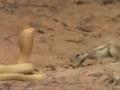 Watch squirrel fight cobra to save babies, wins hearts - Hindi News | Watch squirrel fight cobra to save babies, wins hearts | Latest national News at Lokmattimes.com