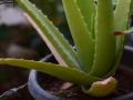A South Korean beauty secret: Pink Aloe Vera - Hindi News | A South Korean beauty secret: Pink Aloe Vera | Latest lifestyle News at Lokmattimes.com