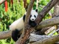 Wild giant pandas in China no longer 'endangered' - Hindi News | Wild giant pandas in China no longer 'endangered' | Latest international News at Lokmattimes.com