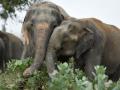 5th man trampled to death by elephants in TN, forest dept on high alert - Hindi News | 5th man trampled to death by elephants in TN, forest dept on high alert | Latest national News at Lokmattimes.com