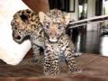 5 leopard cubs found in UP village - Hindi News | 5 leopard cubs found in UP village | Latest national News at Lokmattimes.com