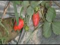 COVID-19 lockdown spells trouble for strawberry growers in UP's Sambhal district - Hindi News | COVID-19 lockdown spells trouble for strawberry growers in UP's Sambhal district | Latest national News at Lokmattimes.com