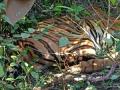 Tiger dies within minutes of being tranquilised - Hindi News | Tiger dies within minutes of being tranquilised | Latest national News at Lokmattimes.com