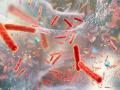 New species of superbug behind spike in severe human infections - Hindi News | New species of superbug behind spike in severe human infections | Latest health News at Lokmattimes.com