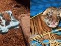 Two Royal Bengal tiger cubs born in Assam state zoo - Hindi News | Two Royal Bengal tiger cubs born in Assam state zoo | Latest national News at Lokmattimes.com