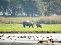 Bengal Forest Dept to earmark limits within wildlife sanctuaries for tourists - Hindi News | Bengal Forest Dept to earmark limits within wildlife sanctuaries for tourists | Latest national News at Lokmattimes.com