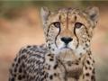 Namibian cheetah's death at Kuno raises questions about her health history - Hindi News | Namibian cheetah's death at Kuno raises questions about her health history | Latest national News at Lokmattimes.com