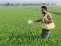 Rabi crop sowing crosses 536 lakh hectares - Hindi News | Rabi crop sowing crosses 536 lakh hectares | Latest business News at Lokmattimes.com