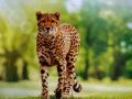 Presence of leopards a worry as Kuno in MP prepares to welcome cheetahs - Hindi News | Presence of leopards a worry as Kuno in MP prepares to welcome cheetahs | Latest national News at Lokmattimes.com