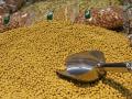 Don't allow imported GM soybean meal for poultry: Soybean Association - Hindi News | Don't allow imported GM soybean meal for poultry: Soybean Association | Latest politics News at Lokmattimes.com
