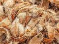 Central universities research says coconut coir has anti-cancerous qualities - Hindi News | Central universities research says coconut coir has anti-cancerous qualities | Latest international News at Lokmattimes.com