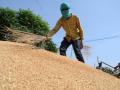 Centre bans wheat export - Hindi News | Centre bans wheat export | Latest international News at Lokmattimes.com