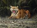 Bengal to set up super-specialty hospital for tigers in Sunderbans - Hindi News | Bengal to set up super-specialty hospital for tigers in Sunderbans | Latest national News at Lokmattimes.com
