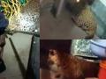 Leopard enters building in Thane, attacks 3; captured after 9 hours - Hindi News | Leopard enters building in Thane, attacks 3; captured after 9 hours | Latest national News at Lokmattimes.com