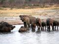 Zimbabwe relocates 100 elephants due to drought - Hindi News | Zimbabwe relocates 100 elephants due to drought | Latest international News at Lokmattimes.com
