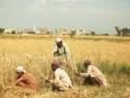 Pakistan: Protests held to demand fixing of minimum support price of wheat, abolishing corporate farming - Hindi News | Pakistan: Protests held to demand fixing of minimum support price of wheat, abolishing corporate farming | Latest international News at Lokmattimes.com