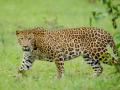 Leopard attacks bike rider in K’taka's Vijayanagara - Hindi News | Leopard attacks bike rider in K’taka's Vijayanagara | Latest national News at Lokmattimes.com