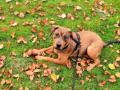 Understanding the 4 categories of dog food - Hindi News | Understanding the 4 categories of dog food | Latest lifestyle News at Lokmattimes.com
