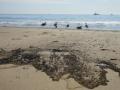 'Massive oil spill off California coast a potential ecological disaster' - Hindi News | 'Massive oil spill off California coast a potential ecological disaster' | Latest international News at Lokmattimes.com