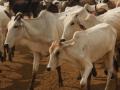 6 cows found dead, 12 ill at shelter in UP - Hindi News | 6 cows found dead, 12 ill at shelter in UP | Latest international News at Lokmattimes.com