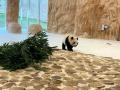 Qatar welcomes 2 giant pandas from China - Hindi News | Qatar welcomes 2 giant pandas from China | Latest international News at Lokmattimes.com