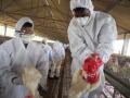 No case of bird flu in Telangana but alert sounded - Hindi News | No case of bird flu in Telangana but alert sounded | Latest health News at Lokmattimes.com