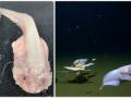 Guinness certifies world's deepest fish found by Japan-Australia team - Hindi News | Guinness certifies world's deepest fish found by Japan-Australia team | Latest international News at Lokmattimes.com