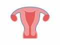 Rare medical case: Indian woman with half uterus treated successfully - Hindi News | Rare medical case: Indian woman with half uterus treated successfully | Latest health News at Lokmattimes.com