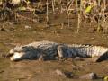 Injured crocodile rescued by forest staff in UP - Hindi News | Injured crocodile rescued by forest staff in UP | Latest international News at Lokmattimes.com