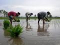 Rice, pulses, oilseeds witness less sowing; only sugarcane up - Hindi News | Rice, pulses, oilseeds witness less sowing; only sugarcane up | Latest politics News at Lokmattimes.com