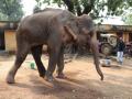 Rescued ailing elephant in MP needs rehabilitation to recover - Hindi News | Rescued ailing elephant in MP needs rehabilitation to recover | Latest national News at Lokmattimes.com