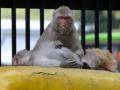 Monkeys snatch baby & throw in water tank - Hindi News | Monkeys snatch baby & throw in water tank | Latest national News at Lokmattimes.com