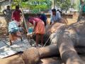 Relief for Kerala jumbo as crossed tusks sawed-off - Hindi News | Relief for Kerala jumbo as crossed tusks sawed-off | Latest national News at Lokmattimes.com