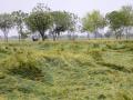 Unseasonal rains trigger panic of crop damage in Punjab, Haryana - Hindi News | Unseasonal rains trigger panic of crop damage in Punjab, Haryana | Latest national News at Lokmattimes.com
