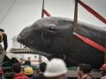 3 of 12 stranded whales die in China's Zhejiang - Hindi News | 3 of 12 stranded whales die in China's Zhejiang | Latest international News at Lokmattimes.com
