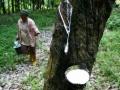 Kerala rubber estate faces 'jumbo trespass', efforts to drive them out on - Hindi News | Kerala rubber estate faces 'jumbo trespass', efforts to drive them out on | Latest national News at Lokmattimes.com