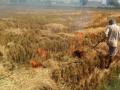 Yogi govt withdraws 868 stubble burning cases against farmers - Hindi News | Yogi govt withdraws 868 stubble burning cases against farmers | Latest politics News at Lokmattimes.com