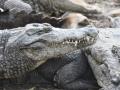 Crocodile rescued from UP's Firozabad - Hindi News | Crocodile rescued from UP's Firozabad | Latest national News at Lokmattimes.com