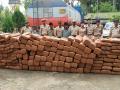 Tripura Police seize ganja valued at Rs 7.3 crore - Hindi News | Tripura Police seize ganja valued at Rs 7.3 crore | Latest national News at Lokmattimes.com