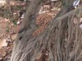 UP: New banyan tree to replace 300-yr-old 'Gandhi Vatvriksha' - Hindi News | UP: New banyan tree to replace 300-yr-old 'Gandhi Vatvriksha' | Latest national News at Lokmattimes.com