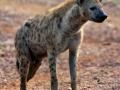 UP villagers catch hyena after brief chase - Hindi News | UP villagers catch hyena after brief chase | Latest national News at Lokmattimes.com