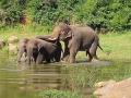 Wild elephants kill pet pachyderm in Jharkhand - Hindi News | Wild elephants kill pet pachyderm in Jharkhand | Latest national News at Lokmattimes.com