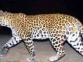 Leopard spotted on Lucknow outskirts - Hindi News | Leopard spotted on Lucknow outskirts | Latest national News at Lokmattimes.com