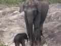 Elephant gives birth to twin calves in K'taka - Hindi News | Elephant gives birth to twin calves in K'taka | Latest national News at Lokmattimes.com