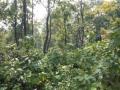 Carbon removal capacity of NE India forests may reduce over time - Hindi News | Carbon removal capacity of NE India forests may reduce over time | Latest national News at Lokmattimes.com