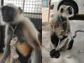 Langur kept as illegal pet to shoo away monkeys rescued in Agra - Hindi News | Langur kept as illegal pet to shoo away monkeys rescued in Agra | Latest national News at Lokmattimes.com