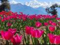 The mesmerizing Tulip Garden in Uttarakhand's Munisyari - Hindi News | The mesmerizing Tulip Garden in Uttarakhand's Munisyari | Latest national News at Lokmattimes.com