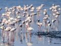 TN to develop Point Calimere Bird sanctuary after huge presence of flamingos detected - Hindi News | TN to develop Point Calimere Bird sanctuary after huge presence of flamingos detected | Latest national News at Lokmattimes.com